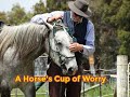 A Horse's Cup of Worry