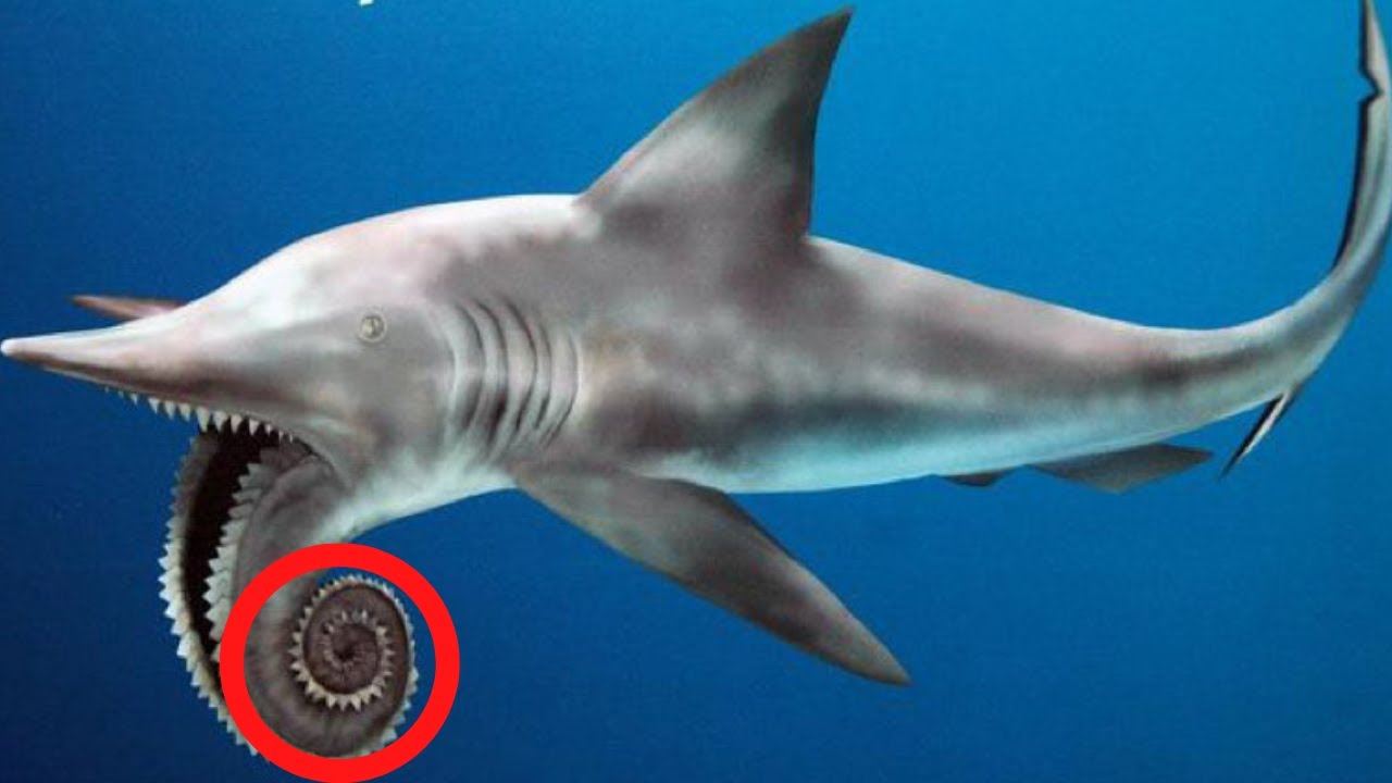 10 Most Rare Shark Species Hidden In The Ocean Youtube 