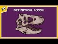 Understanding Fossils and Permineralization