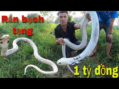 Kinh Hoàng Phát Hiện Rắn Hổ Mang Bạch Tạng Quý Hiếm Giá Trị Hàng Tỉ Đồng | white Cobra| SBATVC