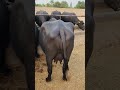 Buffalo farming, Buffalo talaab, Buffalo cartoon, bhains wala cartoon, #animals #buffalo #cows