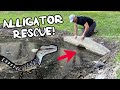 Rescuing an alligator in a pipe! EPIC HAND CATCH!