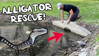 Rescuing An Alligator In A Pipe! Epic Hand Catch!