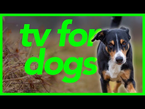 Videó: 20 kutyahirdetés, hogy könnyebbé váljon az életed az Ön & Pupján