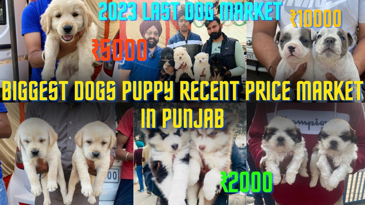 biggest-dogs-puppy-recent-price-market-in-punjab-2023-last-dog-market