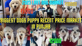 Biggest Dogs Puppy Recent Price Market In Punjab | 2023 Last Dog Market
