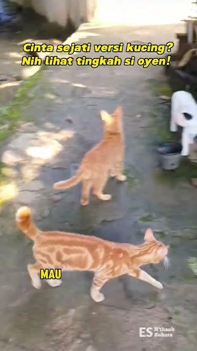 Kucing Oyen Jatuh Cinta! Selalu Ikutin Si Betina Ke Mana pun #Shorts #kucingoyen #kucinglucu #cat