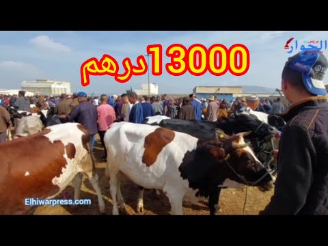 من رحبة البقر سوق بنسودة بفاس أجي تشوف كيف داير ألثمن ديال البقر