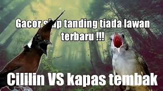cililin vs kapas tembak terbaruu 1 jam full gacor for latihan !! #kicaumania #kicaumaniaindonesia