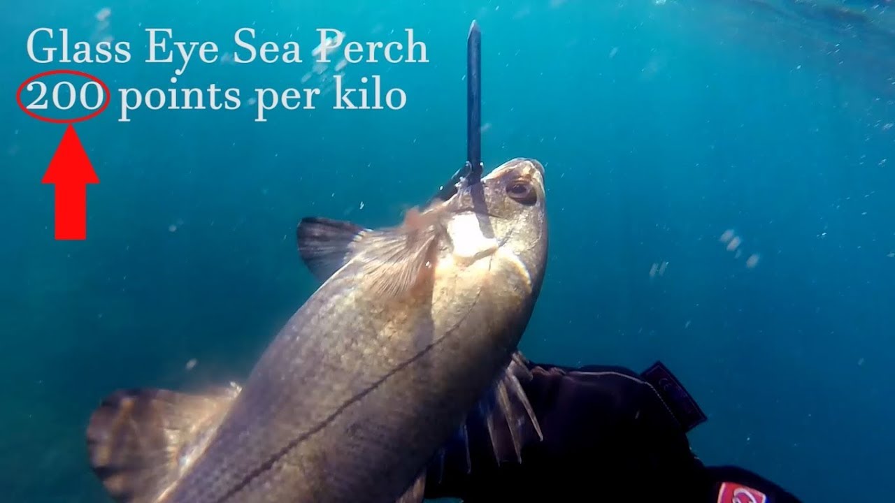 Best Spearfishing Competition Yet! West Australian Undersea Club, Metro