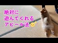 遊んでアピールのクセが強いポメさん