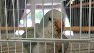 Baby Quaker 'Quaking' part 2 by Birds and Friends 153 views 2 years ago 31 seconds