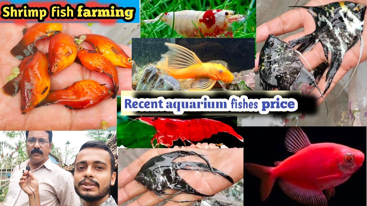 Recent Cheapest aquarium fishes price in howrah Aquarium fishes