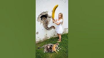 Breaking! A Python Attacks a Tabby Cat Family – How Will the Woman React!? #PythonAttack 🐍🐱👩