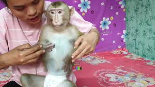 Adorable Monkey Koko Big Growing But Need Mom Care As Baby