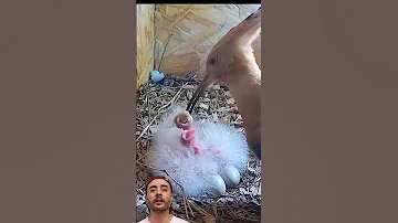 لحظة مذهلة الهدهد يطعم صغاره في مشهد لا ي نسى Shortsvideos 