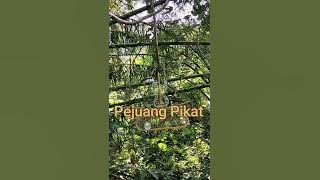 mikat burung merbah kuning