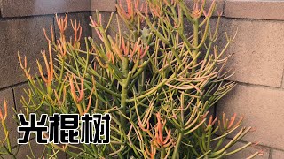 光棍树 多肉植物 养护管理 注意事项 生长分享