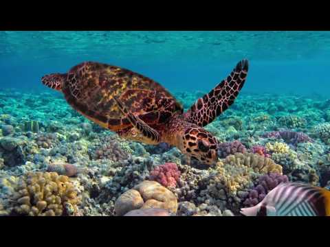 Zeeschildpad - Natuurbeelden in de klas