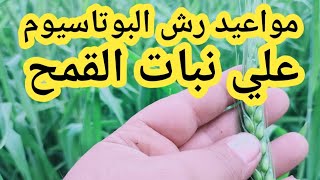 مواعيد رش البوتاسيوم علي نبات القمح