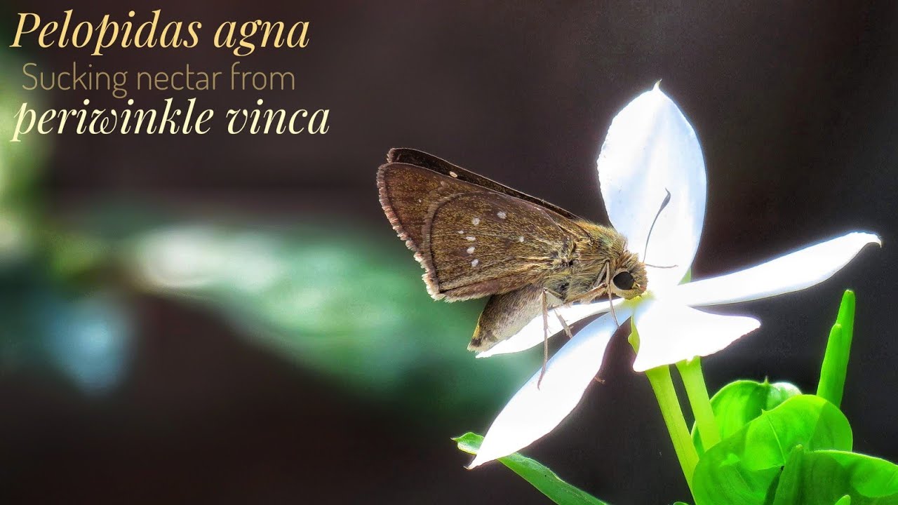 Pelopidas Agna Butterfly Sucking Nectar from White Periwinkle Vinca