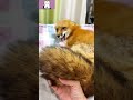 Do you know what it is? 你知道这是什么吗 #pet #fox