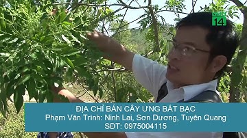 ưng bất bạc khắc tinh căn bệnh về gan