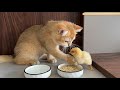 Kitten i will try my best to raise the chickencute animals are funny kittens with chicks