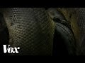 Anaconda Suit Functionality and Purpose