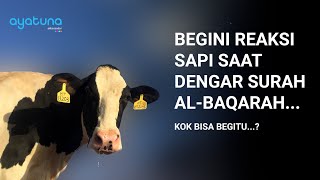 REAKSI SAPI SAAT DENGAR SURAH AL BAQARAH Vs MUSIK