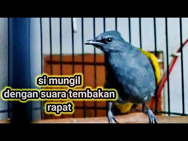 BANYAK YANG BELUM TAHU, ternyata burung ini memiliki tembakan yang rapat #masteransuarakasar class=