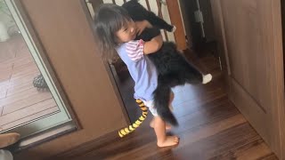 娘に尻尾が生えても普段通りな猫　ラガマフィン　A cat that doesn't change even if a daughter has a tail