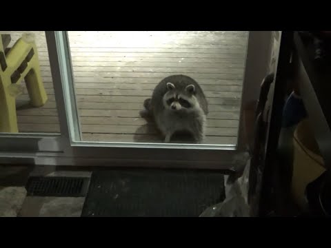 Scooter showed up tonight