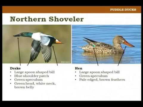 Puddle Duck Identification Chart