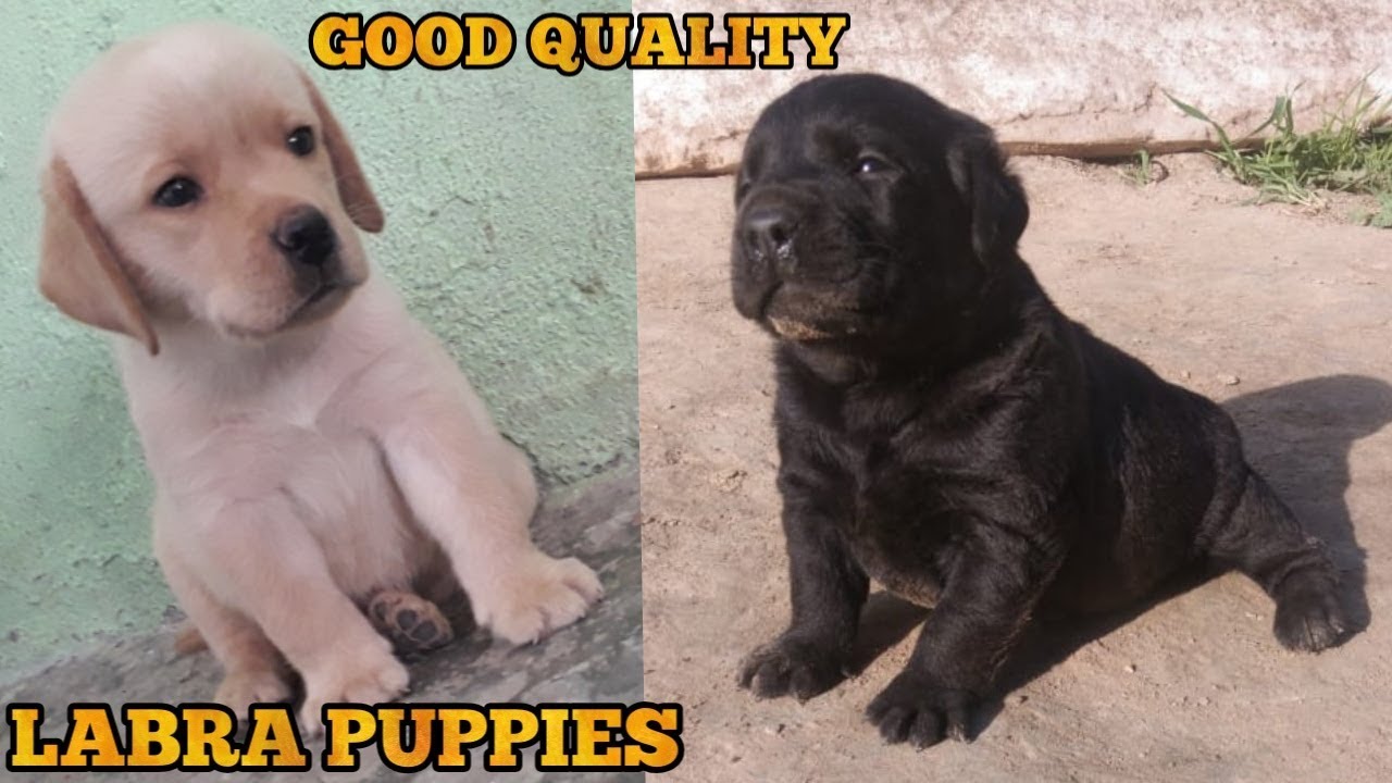 Labraheeler Puppies For Adoption Photos All