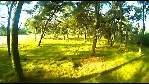 Hoverthings Flip 260 - FPV tree dodging cut