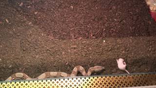 Boa constrictor royal (Hroznýš Královský)