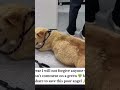 Share to help #dogsofinstagram