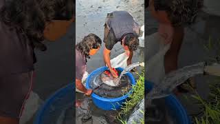 2 bulan ikan koi ini hidup di kolam mudpond! #koi #ikankoi #koifish #ikankoilokal #koilokal