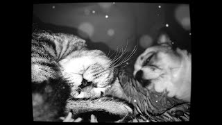 B&W .  Black nose & Black nose! With a Cat on the Left  &  С ПРАВА  ПЁС!