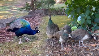 吉祥孔雀 全家福 🦚 Peacocks at Launceston Gorge - Echo 253