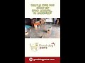 What if your dog could go from anxious… to confident? #shorts