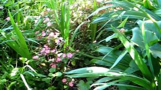MVI _0753.AVI