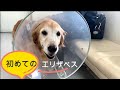 耳血腫のあげく縫合手術