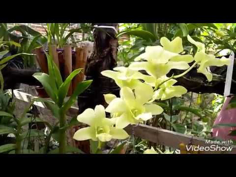 Orquídea Denphal (cuidados) - thptnganamst.edu.vn