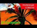 Моя маленькая хитрость:как заставить Guzmania цвести !!! Уход в домашних условиях