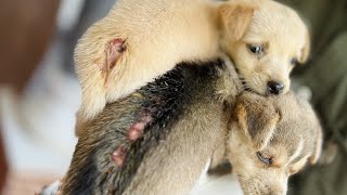 Treatment for Ticks/Fleas/Maggot wounds on Animals | Helping stray animals🥹