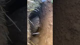 Rhino Digging His Own Burrow 😳🐢