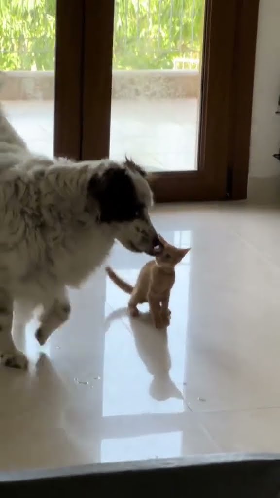 Top des vidéos très mignon