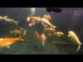 Large japanese koi fish swimming